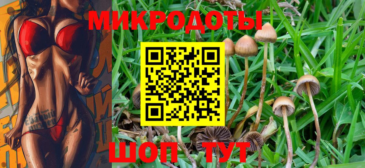Галлюциногенные грибы Psilocybe Ефремов